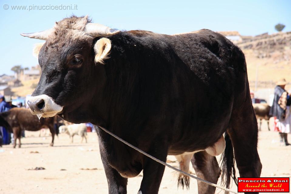 PERU - Mercado de los toros - 05.jpg